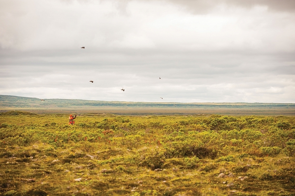 Guide and Crystal Creek Lodge owner Dan Michels squares up on a departing ptarmigan.