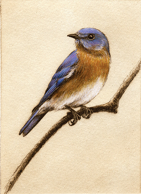 Bluebird, by Melanie Fain