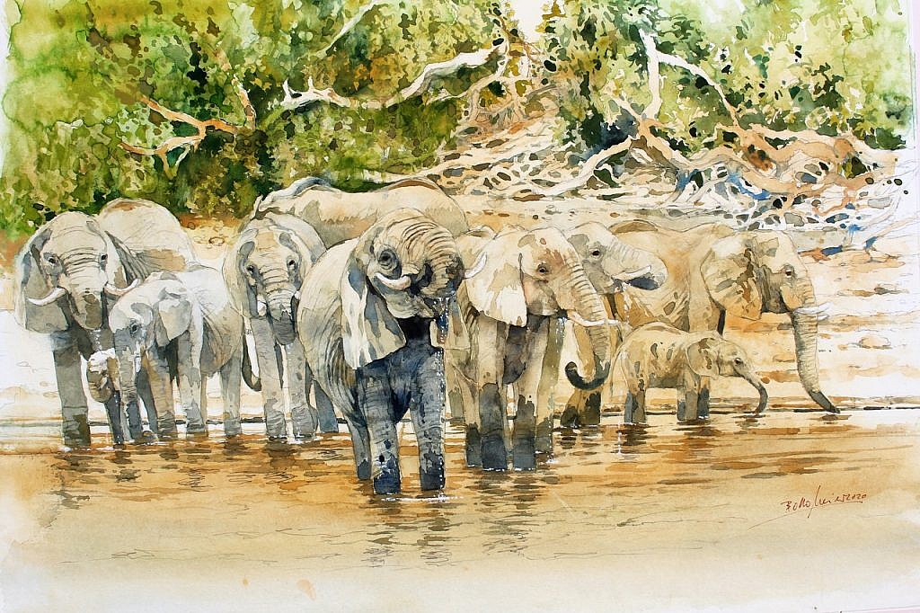 elephants drinking bodo meier