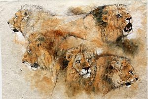 heads of lions bodo meier