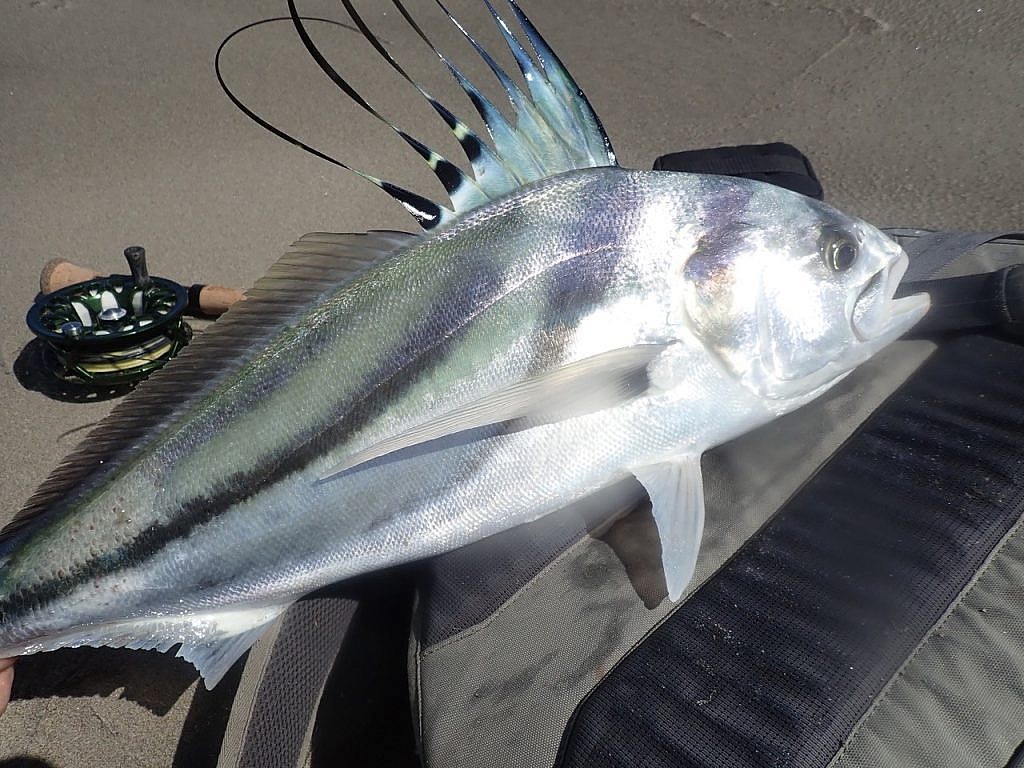 Roosterfish