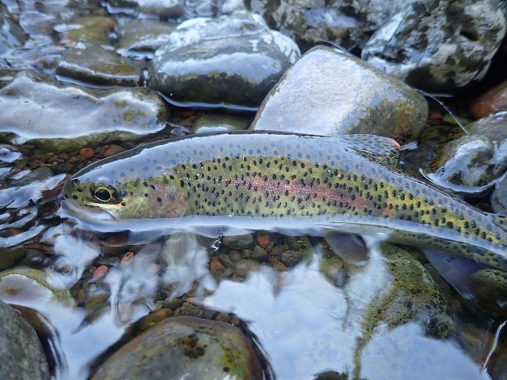 Tiny Trout - Gray's Sporting Journal
