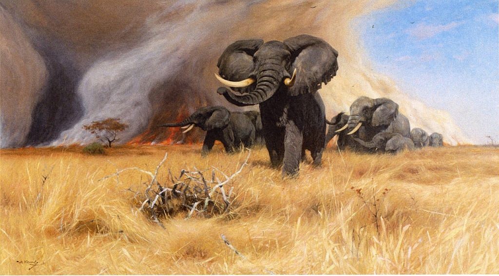 elephants