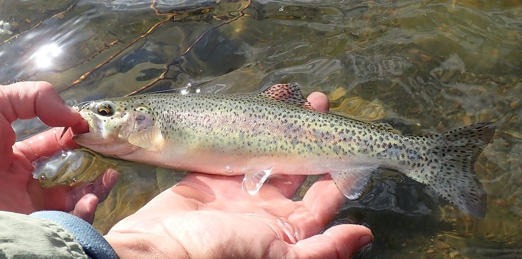 nevada trout