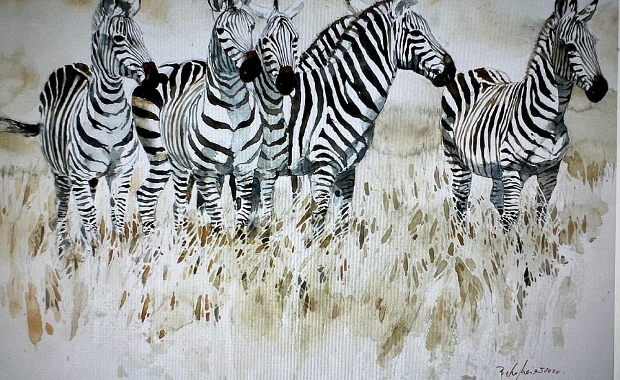Bodo Meier, Zebra