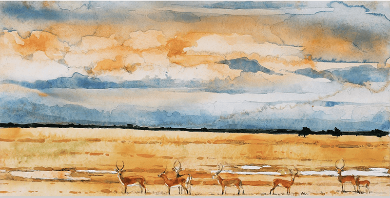 Bodo Meier, Impala