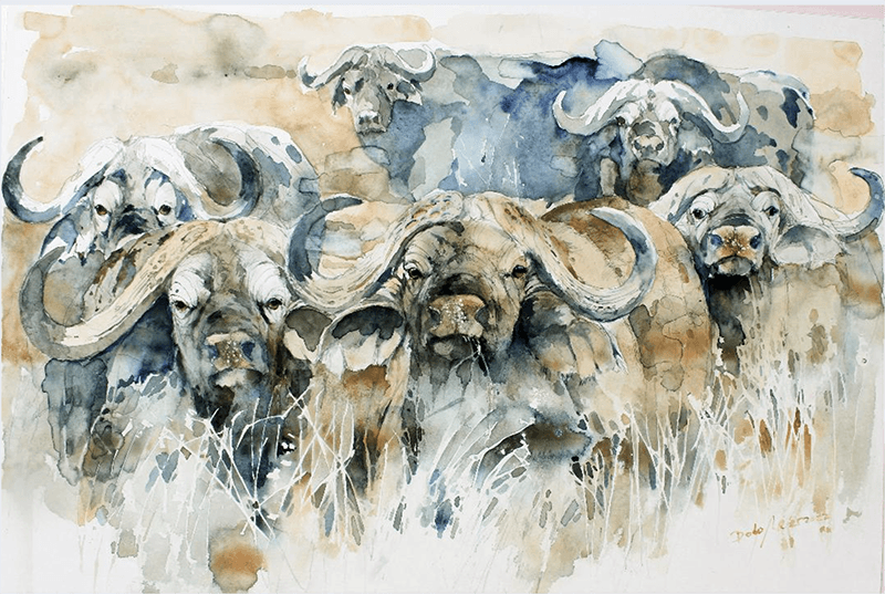 Bodo Meier, Cape Buffalo