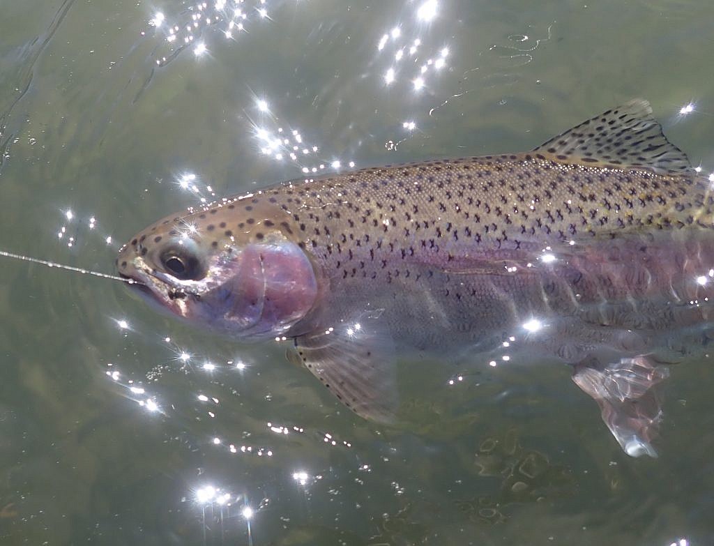 Deschutes redside