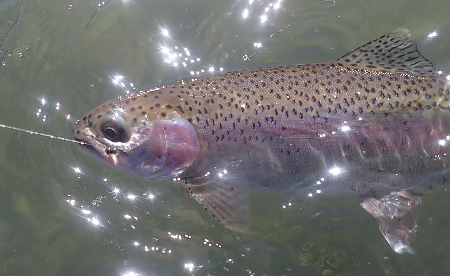 Deschutes redside
