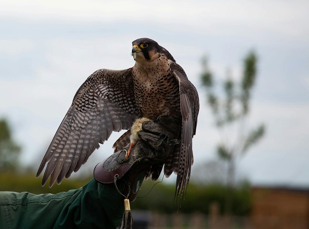 falconry