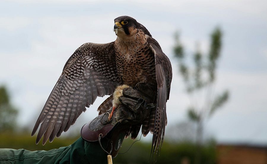 falconry