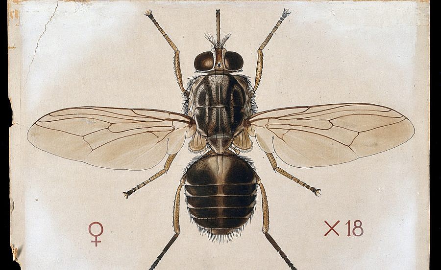 tsetse fly