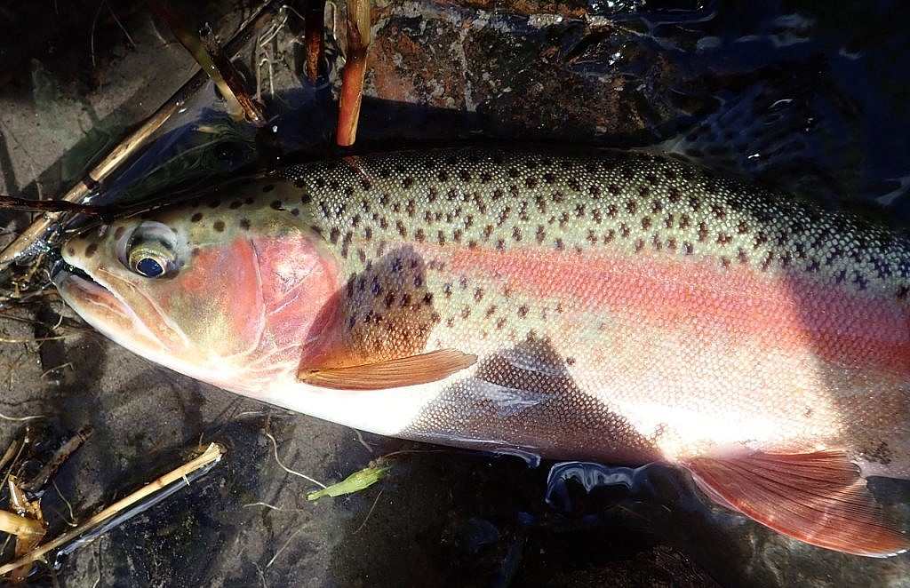 Deschutes redside