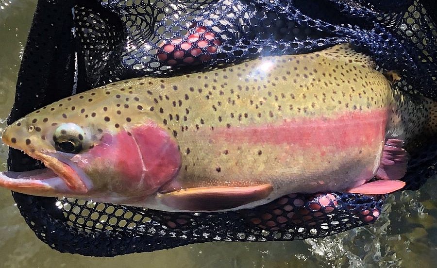 trout