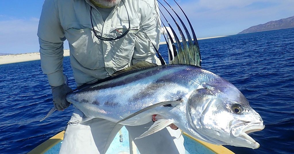 Roosterfish