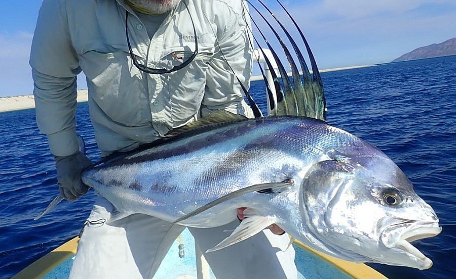 Roosterfish