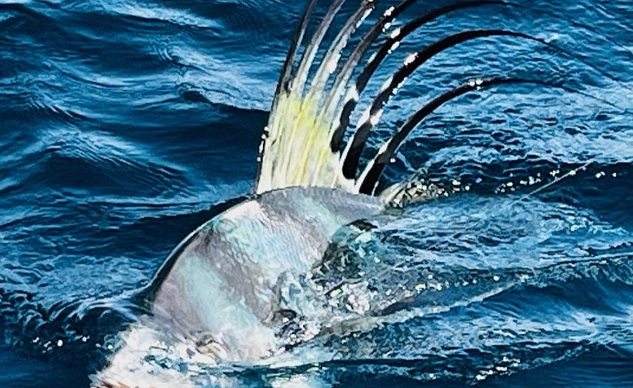 roosterfish