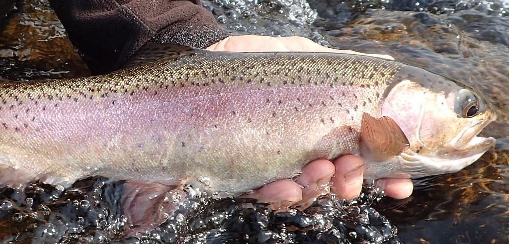 salmon fly