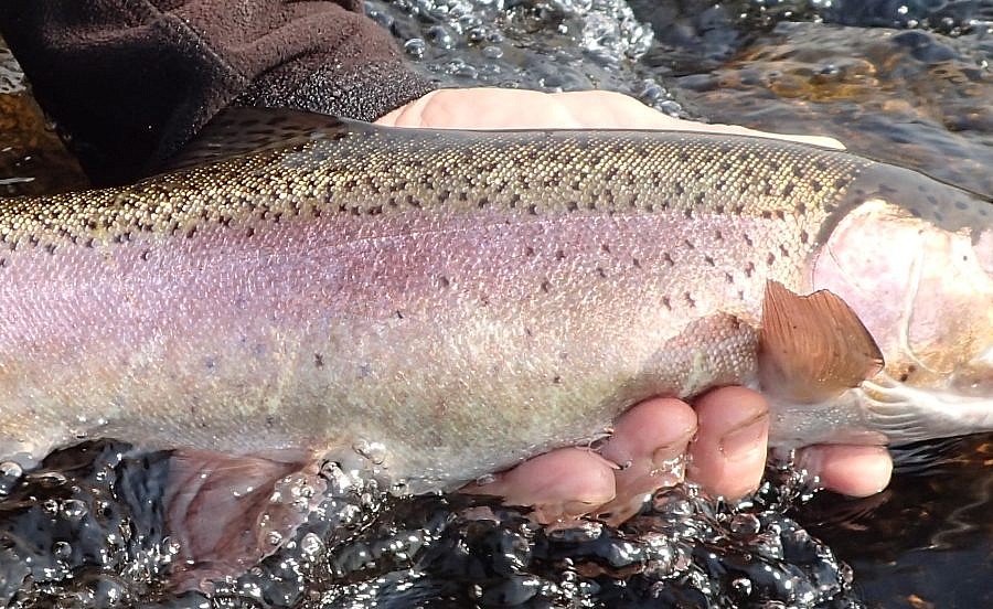 salmon fly