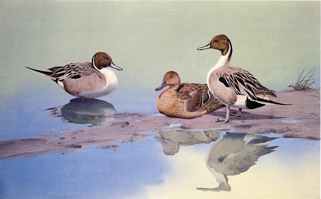 Sand Flats – Pintails, 1977 gouache for Wild Wings