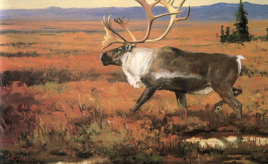Caribou Bull, 1992