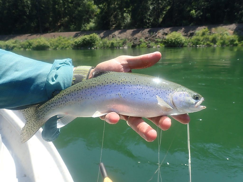 Kootenai River rainbow