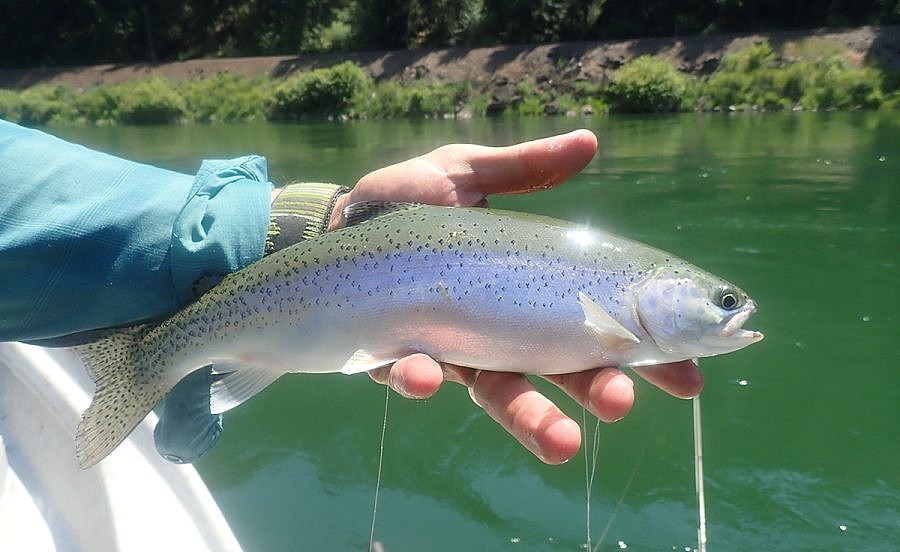 Kootenai River rainbow