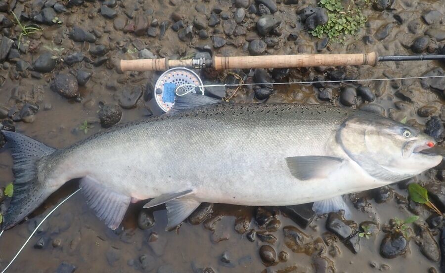 Chinook salmon